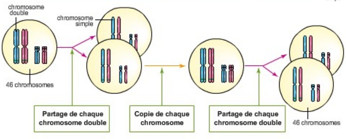 Les étapes de la multiplication cellulaire et le transfert de chromosomes aux cellules-filles.